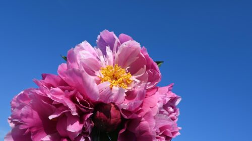 Vibrant Pink Peony Flower Against Clear Blue Sky 4K Wallpaper