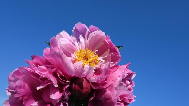 Vibrant Pink Peony Flower Against Clear Blue Sky 4K Wallpaper