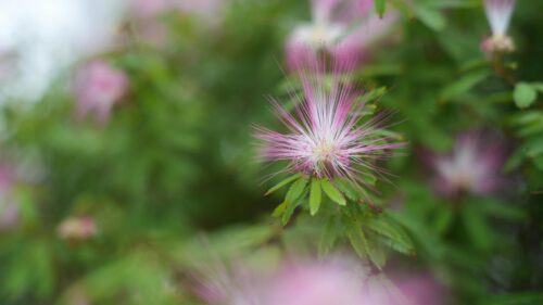 Macro Pink Powder Puff Flower Blossom 4K Desktop Wallpaper