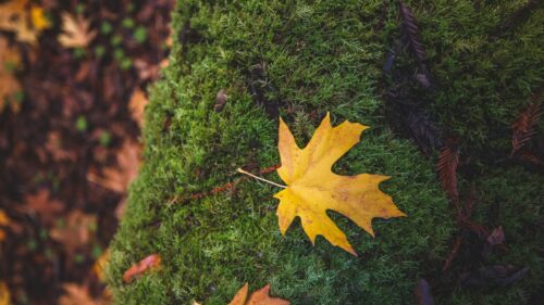 Vibrant Yellow Autumn Maple Leaf on Green Moss 4K Wallpaper