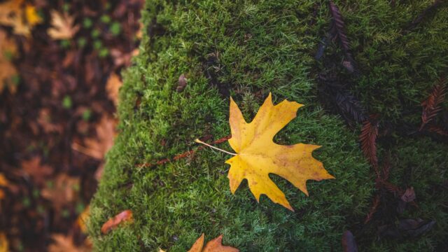 Vibrant Yellow Autumn Maple Leaf on Green Moss 4K Wallpaper
