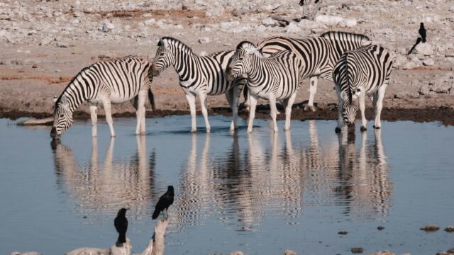 Zebras Drinking at a Watering Hole in Etosha National Park Desktop Wallpaper