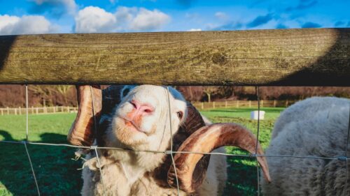 Curious Ram Leaning on a Wooden Farm Fence 4K Wallpaper