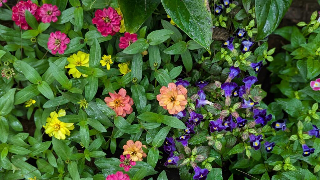 Vibrant Garden Zinnias and Purple Torenia Flowers Desktop Wallpaper
