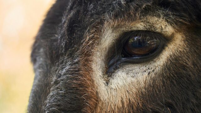 Stunning Close Up Donkey Eye Animal Portrait 4K Wallpaper