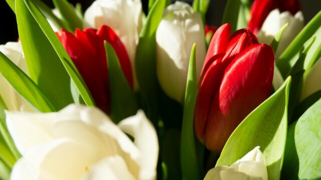 Vibrant Red and White Tulips Spring Floral 4K Desktop Wallpaper