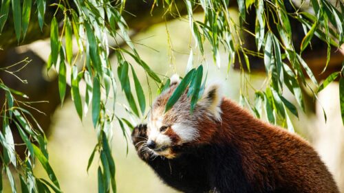 Cute Red Panda Eating Bamboo Leaves 4K Desktop Wallpaper