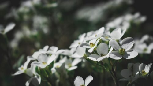 Delicate White Spring Flowers Macro Photography 4K Desktop Wallpaper