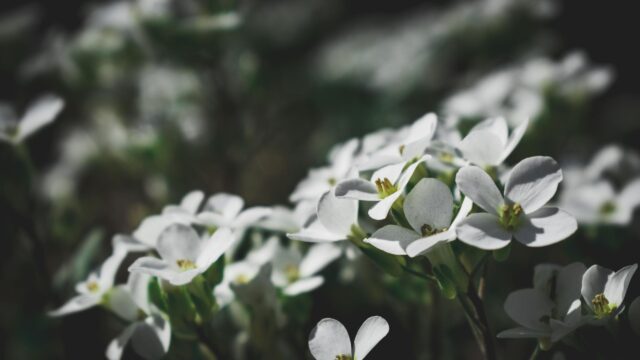 Delicate White Spring Flowers Macro Photography 4K Desktop Wallpaper