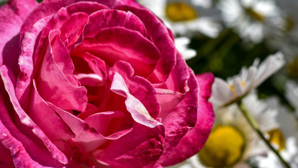 Stunning Close-up Macro Pink Rose with Blurred Daisy Background Desktop Wallpaper