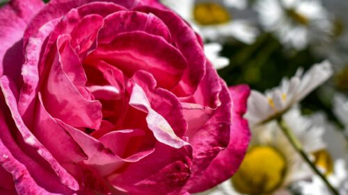 Stunning Close-up Macro Pink Rose with Blurred Daisy Background Desktop Wallpaper