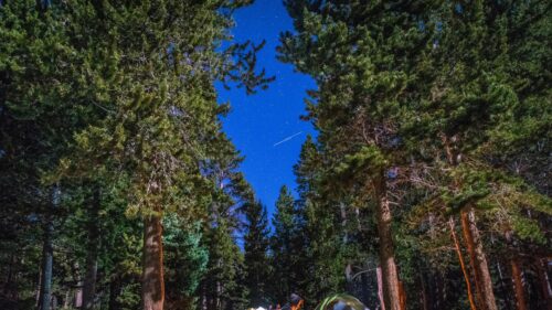 Starlit Forest Night Sky with Shooting Star 4K Desktop Wallpaper