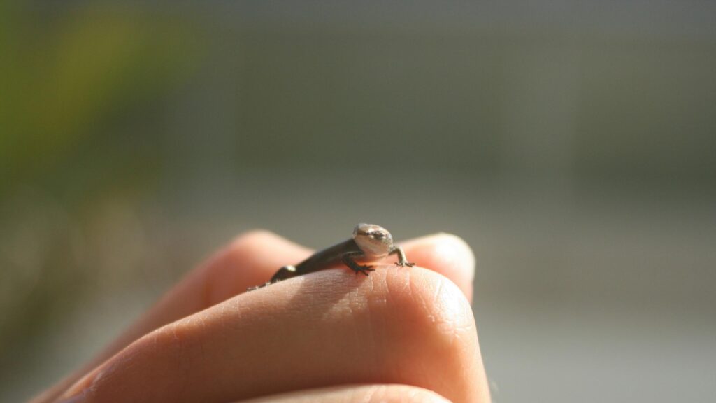 Tiny Lizard Resting on a Human Finger Macro 4K Wallpaper
