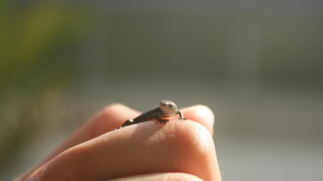 Tiny Lizard Resting on a Human Finger Macro 4K Wallpaper