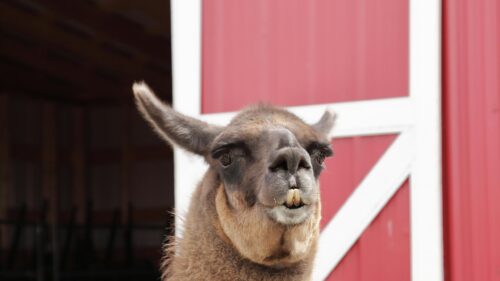 Funny Llama Close Up Portrait Against a Red Barn Desktop Wallpaper