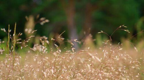 Golden Summer Grass Fields in Soft Sunlight 4K Wallpaper