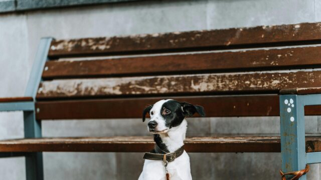 Black and White Dog Sitting by a Wooden Bench 4K Desktop Wallpaper