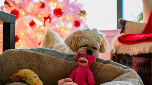 Cute Shih Tzu Dog with Pink Sock Monkey Toy Christmas Desktop Wallpaper