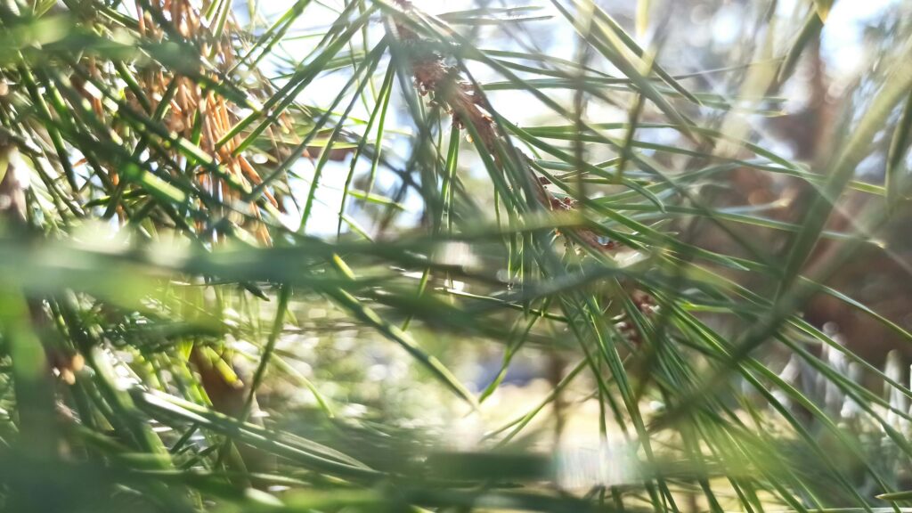 Sunlit Pine Needles Close Up Nature Macro Desktop Wallpaper