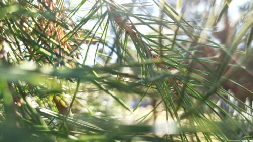 Sunlit Pine Needles Close Up Nature Macro Desktop Wallpaper