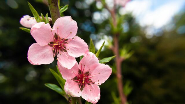 Beautiful Pink Peach Blossoms Springtime Nature Desktop Wallpaper