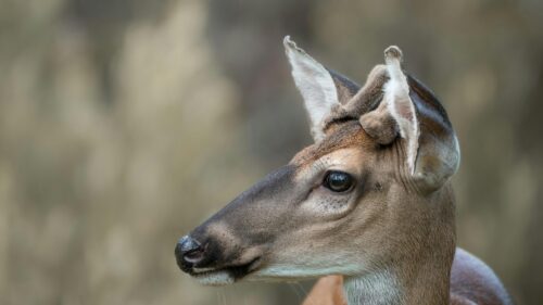 Close Up Majestic White Tailed Deer Portrait 4K Wallpaper