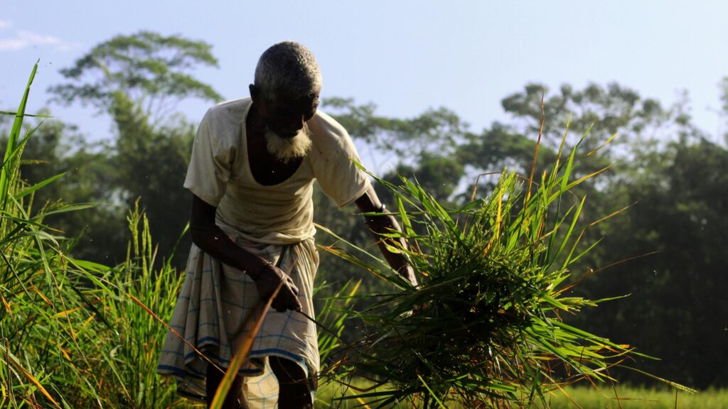 Elderly Farmer Harvesting Rice in Sunlight 4K Wallpaper