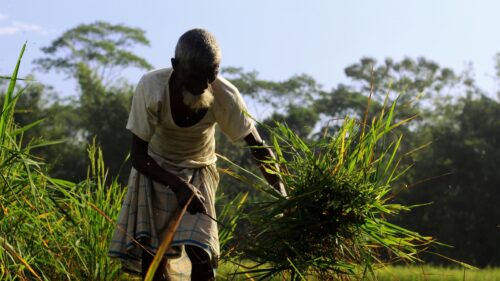 Elderly Farmer Harvesting Rice in Sunlight 4K Wallpaper