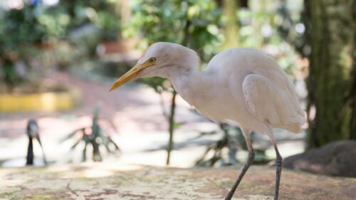Elegant Cattle Egret Standing on Concrete Path Desktop Wallpaper