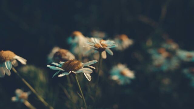 Dreamy White Chamomile Flowers in Soft Sunset Light 4K Wallpaper