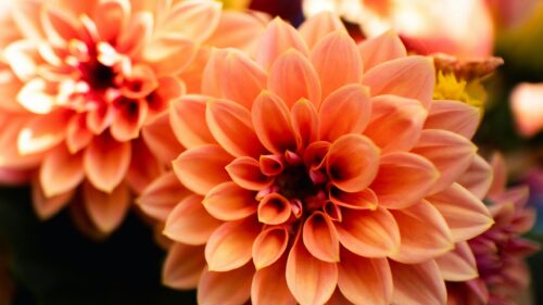 Stunning Peach Dahlia Macro Floral Desktop Wallpaper