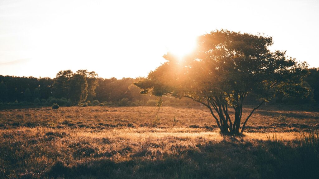 Golden Hour Sunset Over Serene Meadow Field 4K Wallpaper