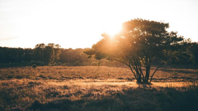 Golden Hour Sunset Over Serene Meadow Field 4K Wallpaper