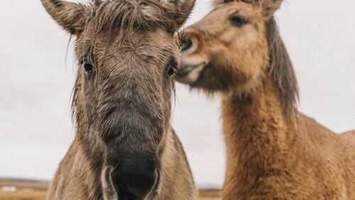 Close-up Icelandic Horses Portrait in Nature 4K Wallpaper
