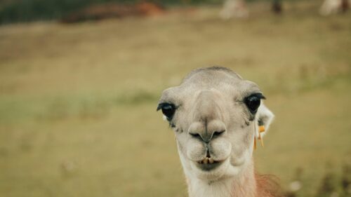Funny Llama Close-Up Portrait 4K Desktop Wallpaper