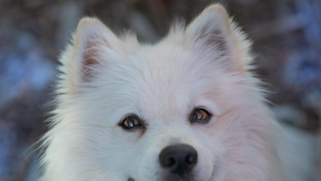 Adorable Fluffy White Samoyed Dog Close Up 4K Wallpaper