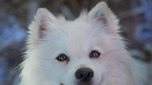 Adorable Fluffy White Samoyed Dog Close Up 4K Wallpaper
