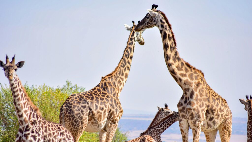 Majestic Giraffes Together in the African Savannah Desktop Wallpaper