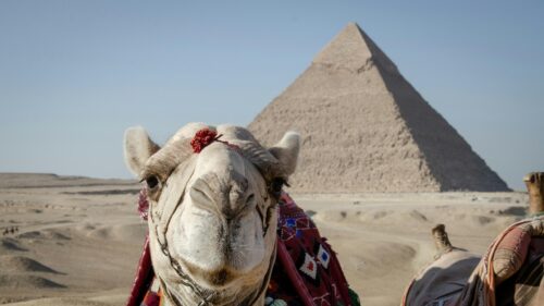Close-up Camel at Giza Pyramids Egypt 4K Desktop Wallpaper