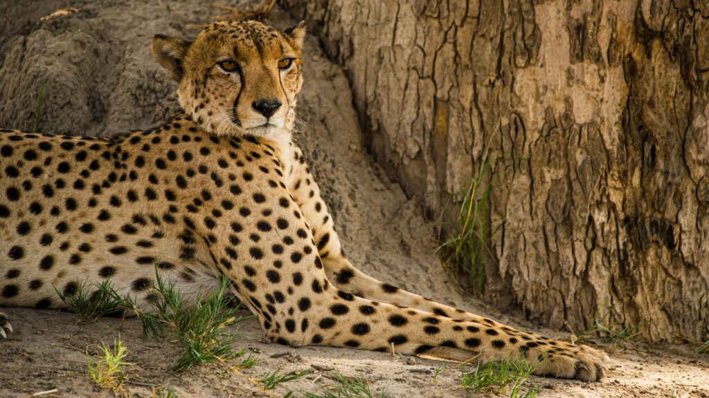 Majestic Cheetah Resting by a Tree 4K Desktop Wallpaper