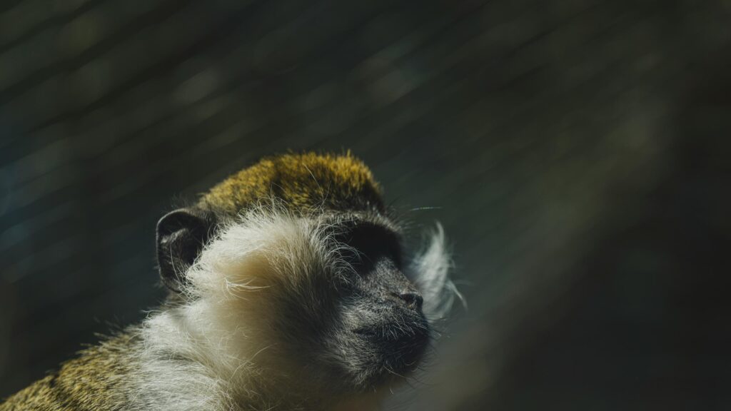 Close-up Portrait of a Vervet Monkey in Sunlight 4K Desktop Wallpaper