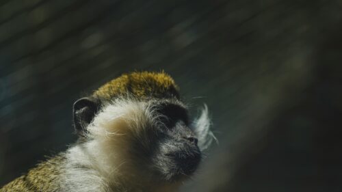 Close-up Portrait of a Vervet Monkey in Sunlight 4K Desktop Wallpaper