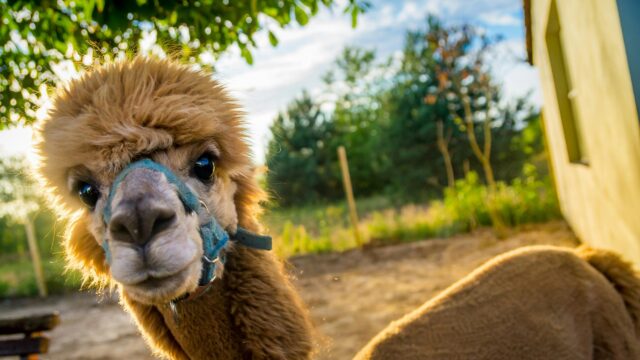 Close-up Fluffy Alpaca Portrait at Golden Hour 4K Wallpaper