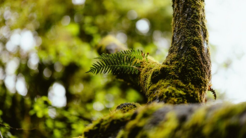 Close-up Fern Growing on Mossy Tree Branch Forest Desktop Wallpaper
