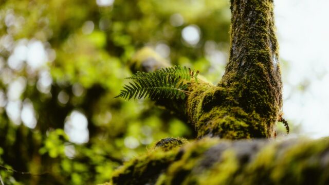 Close-up Fern Growing on Mossy Tree Branch Forest Desktop Wallpaper