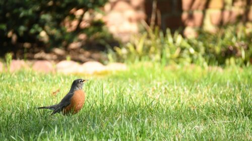 American Robin Standing in Green Grass Garden Desktop Wallpaper