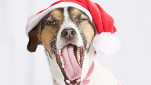 Funny Dog Wearing Santa Hat Winking and Yawning 4K Wallpaper