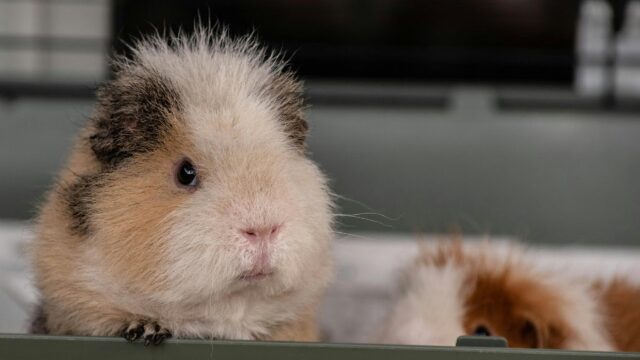 Cute Fluffy Guinea Pig Close Up High Resolution Desktop Wallpaper