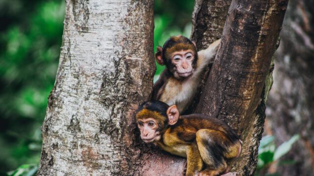 Cute Baby Macaque Monkeys Resting in a Tree Desktop Wallpaper