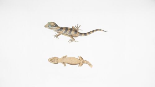 Vintage Gecko Scientific Illustration Nature Art Desktop Wallpaper